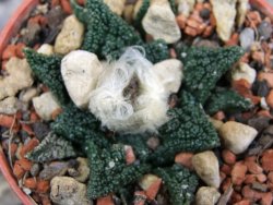 Ariocarpus fissuratus hintonii Matehuala pot 5,5 cm Cites IA