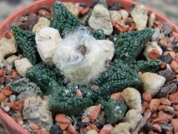 Ariocarpus fissuratus hintonii Matehuala pot 5,5 cm Cites IA - 12400185