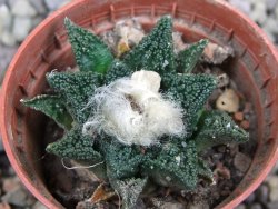 Ariocarpus fissuratus hintonii Matehuala pot 5,5 cm Cites IA - 12400187