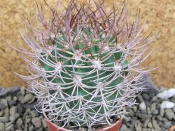 Pyrrhocactus bulbocalyx, pot 5,5 cm