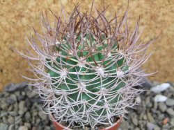 Pyrrhocactus bulbocalyx, pot 5,5 cm - 12400189