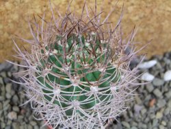 Pyrrhocactus bulbocalyx, pot 5,5 cm - 12400190