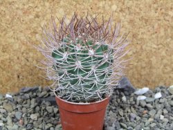 Pyrrhocactus bulbocalyx, pot 5,5 cm - 12400191