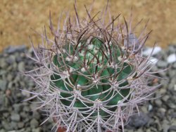 Pyrrhocactus bulbocalyx, pot 5,5 cm - 12400192