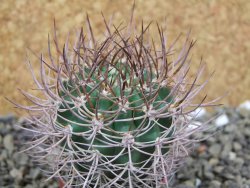 Pyrrhocactus bulbocalyx, pot 5,5 cm - 12400193