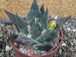 Ariocarpus trigonus elongatus San Antonio 6,5 cm - 12400194