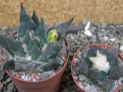 Ariocarpus trigonus elongatus San Antonio 6,5 cm - 12400198