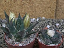 Ariocarpus trigonus elongatus San Antonio 6,5 cm - 12400205