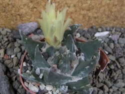 Ariocarpus trigonus elongatus San Antonio 5,5 cm - 12400207