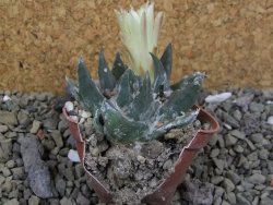 Ariocarpus trigonus elongatus San Antonio 5,5 cm - 12400209