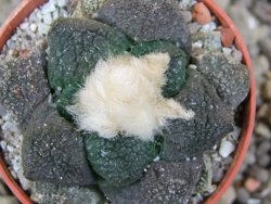 Ariocarpus lloydii Paras, pot 5,5 cm - 12400210