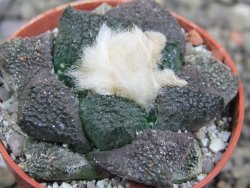 Ariocarpus lloydii Paras, pot 5,5 cm