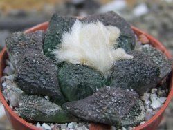 Ariocarpus lloydii Paras, pot 5,5 cm - 12400212