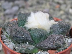 Ariocarpus lloydii Paras, pot 5,5 cm - 12400213