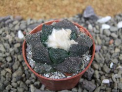 Ariocarpus lloydii Paras, pot 5,5 cm - 12400216