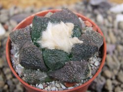 Ariocarpus lloydii Paras, pot 5,5 cm - 12400217