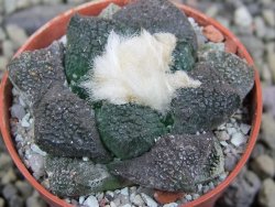 Ariocarpus lloydii Paras, pot 5,5 cm - 12400218