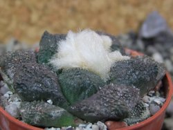 Ariocarpus lloydii Paras, pot 5,5 cm - 12400219