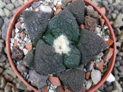 Ariocarpus lloydii Paras, pot 5,5 cm