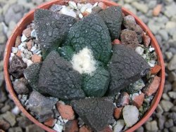 Ariocarpus lloydii Paras, pot 5,5 cm - 12400227