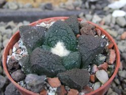 Ariocarpus lloydii Paras, pot 5,5 cm - 12400228