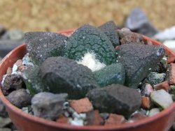 Ariocarpus lloydii Paras, pot 5,5 cm - 12400229