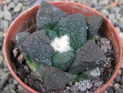 Ariocarpus lloydii Paras, pot 5,5 cm - 12400230