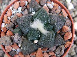 Ariocarpus lloydii Paras, pot 5,5 cm