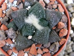 Ariocarpus lloydii Paras, pot 5,5 cm - 12400232