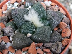 Ariocarpus lloydii Paras, pot 5,5 cm - 12400233