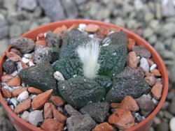 Ariocarpus lloydii Paras, pot 5,5 cm - 12400234