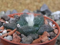 Ariocarpus lloydii Paras, pot 5,5 cm - 12400235