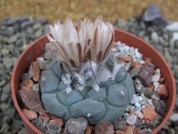 Turbinicarpus jauernigii pot 6,5 cm cites IA