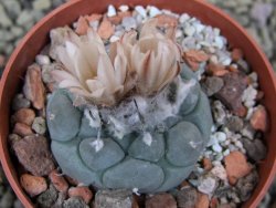 Turbinicarpus jauernigii pot 6,5 cm cites IA - 12400237