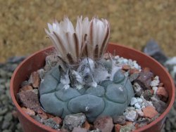 Turbinicarpus jauernigii pot 6,5 cm cites IA - 12400238