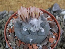 Turbinicarpus jauernigii pot 6,5 cm cites IA