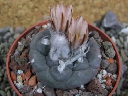 Turbinicarpus jauernigii pot 6,5 cm cites IA - 12400240