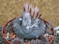 Turbinicarpus jauernigii pot 6,5 cm cites IA - 12400241