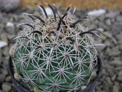 Coryphantha kracikii Diamante, Dur. pot 5,5 cm