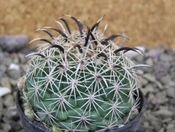 Coryphantha kracikii Diamante, Dur. pot 5,5 cm - 12400243