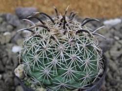 Coryphantha kracikii Diamante, Dur. pot 5,5 cm - 12400244