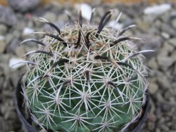 Coryphantha kracikii Diamante, Dur. pot 5,5 cm - 12400245