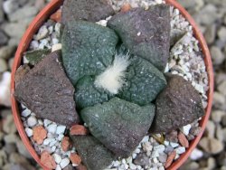 Ariocarpus lloydii pot 5,5 cm - 12400249