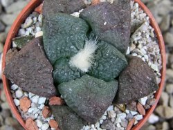 Ariocarpus lloydii pot 5,5 cm