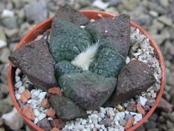 Ariocarpus lloydii pot 5,5 cm - 12400251