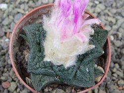 Ariocarpus fissuratus Cuatro Cienegas pot 6,5 cm - 12400263