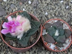 Ariocarpus fissuratus Cuatro Cienegas pot 6,5 cm - 12400266