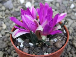 Ariocarpus agavoides pot 5,5 cm cites IA