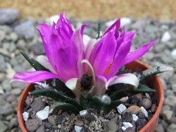 Ariocarpus agavoides pot 5,5 cm cites IA - 12400269