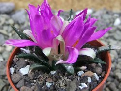 Ariocarpus agavoides pot 5,5 cm cites IA - 12400270